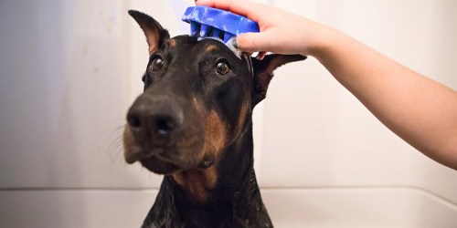 Amazon: KONG ZoomGroom Dog Grooming Brush ONLY $3.74-$4.49 & More