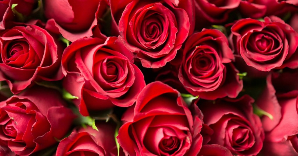 FIFTY Mother's Day Roses Only $39.99 Shipped at Costco