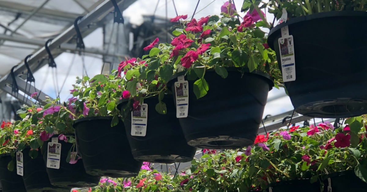 Two Hanging Baskets Only 10 At Home Depot Just 5 Each Hip2save