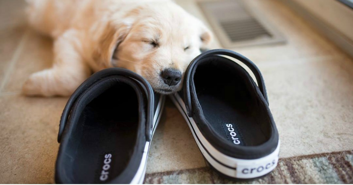 crocs brand deals – puppy sleeping on Crocs shoes
