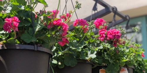 TWO Hanging Flower Baskets Just $16 (Only $8 Each) at Lowe’s + More