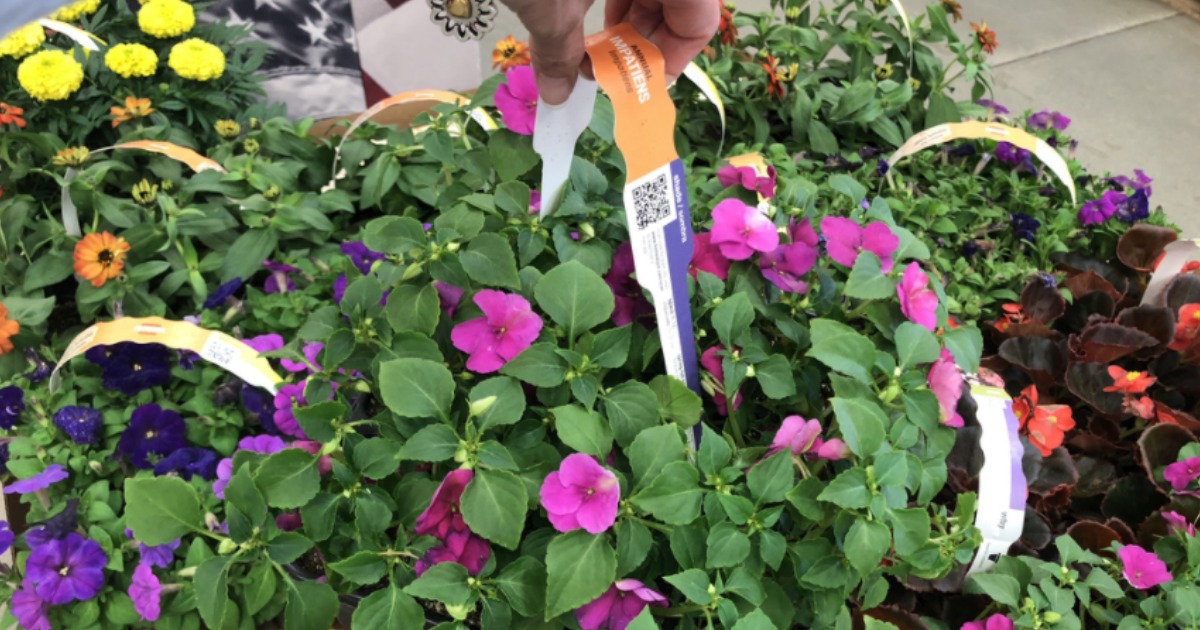 Home Depot 12Pack Annuals 2/10 Just 5 Each (InStore Only)