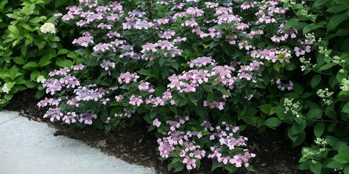 Proven Winners Outdoor Flowering Shrubs Only $13.49 (Great Mother’s Day Gift Idea)