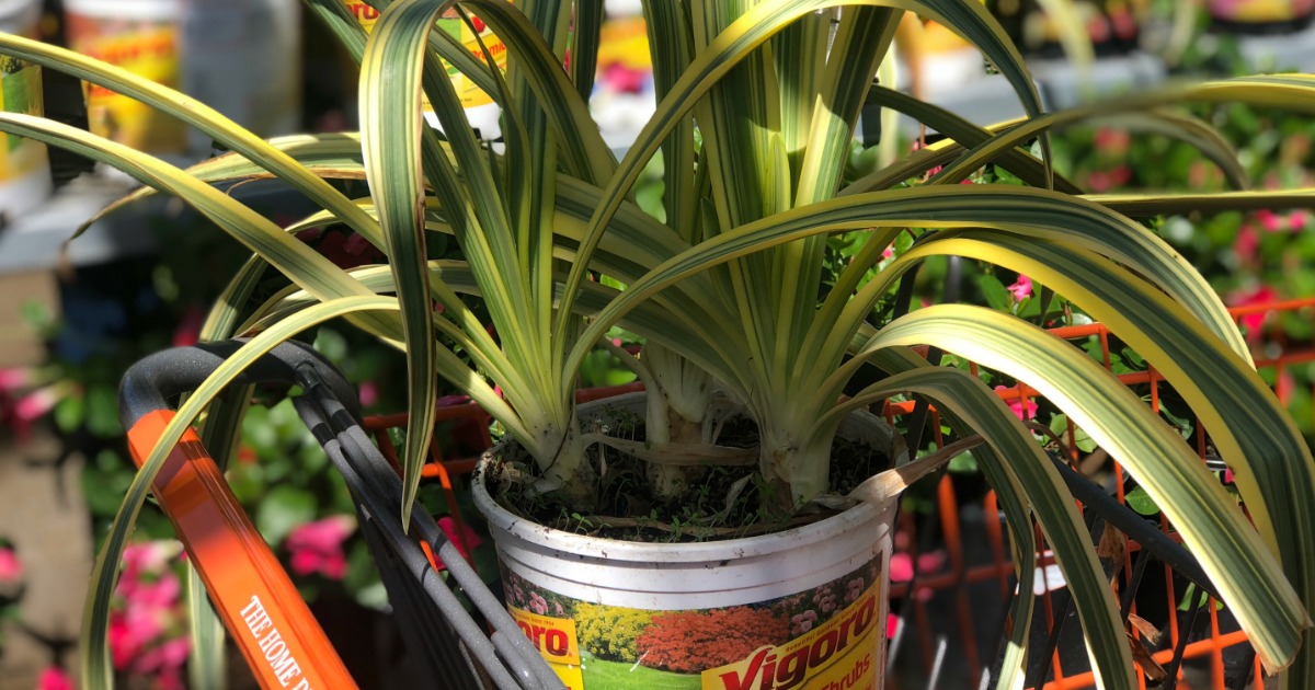 Home Depot Memorial Day Sale Starts Tomorrow May 17th