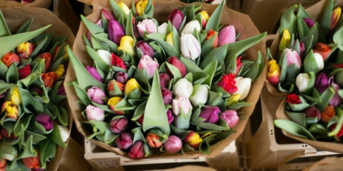Over 50% Off ProFlowers Including Delivery