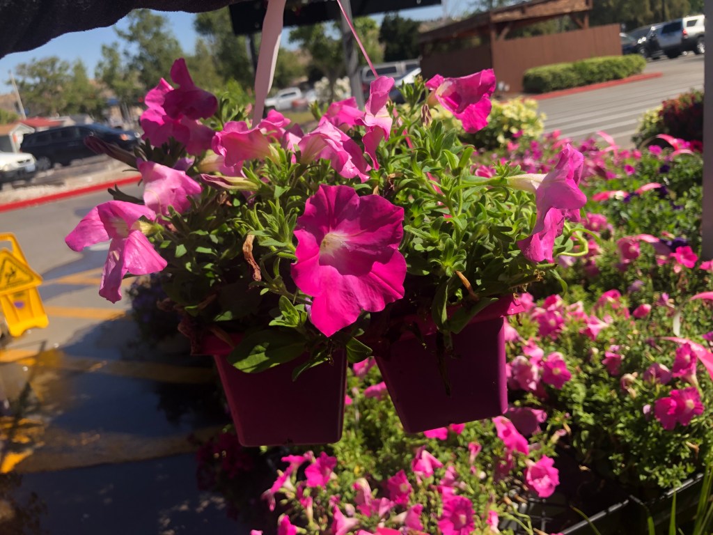 Home Depot Memorial Day Sale Deals Big Savings On Flowers Plants Mulch More Hip2save
