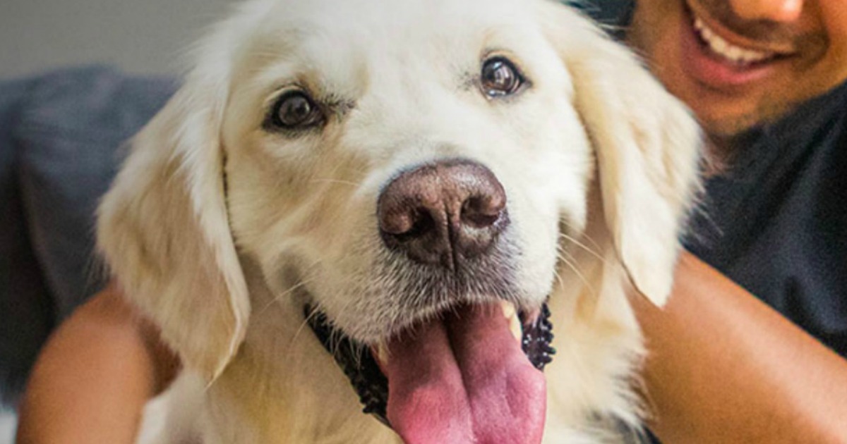 FREE I and Love and You Dog Food Sample