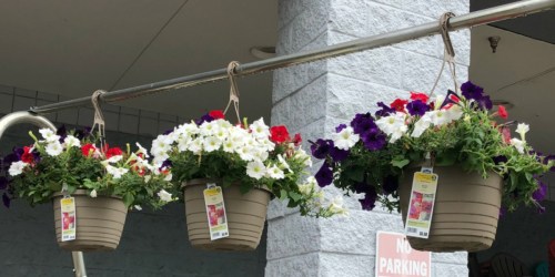 Hanging Flower Baskets Just $5 Each at Lowe’s