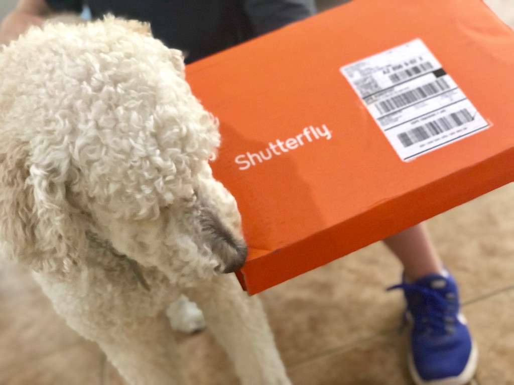 dog and Shutterfly box
