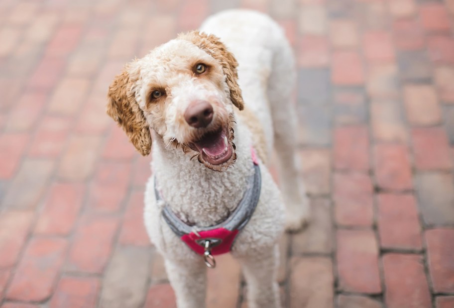 light tan dog looking at the camera