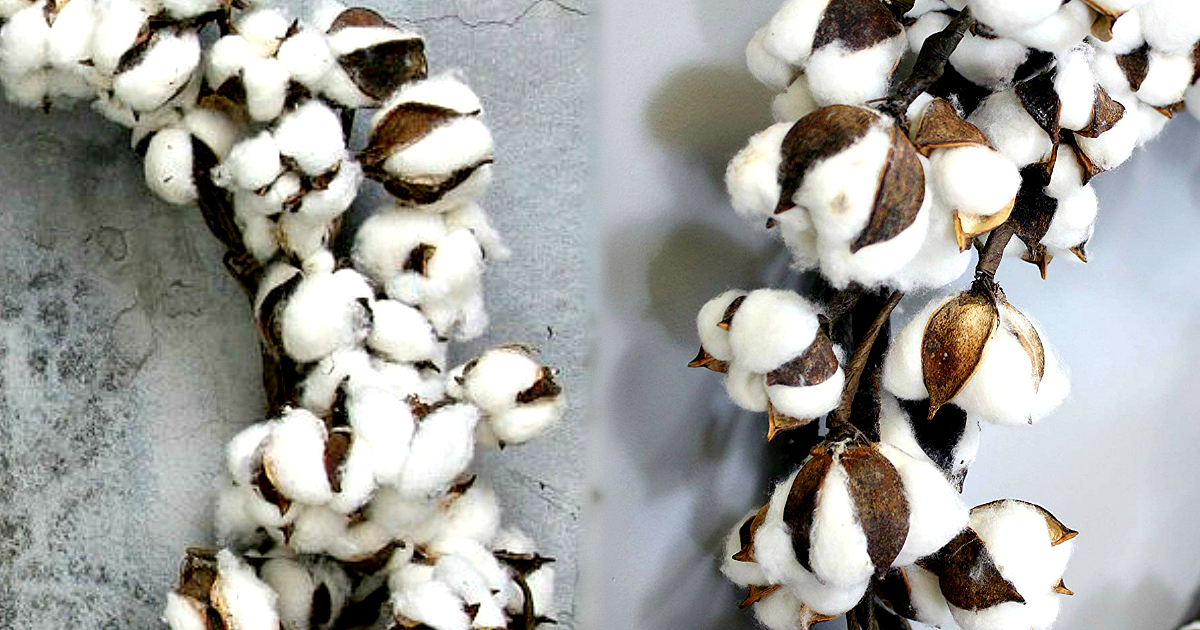 Can you tell which of the cotton wreaths is from Magnolia Market? A side by side comparison of Amazon versus Magnolia.