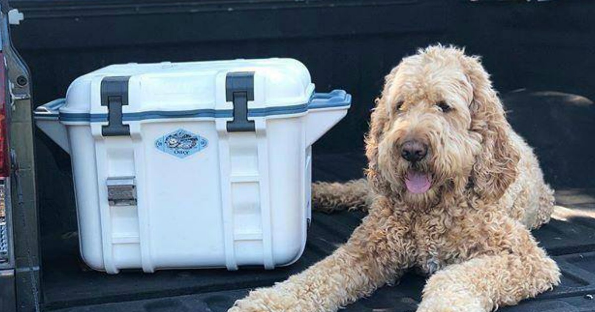 otterbox coolers best buy