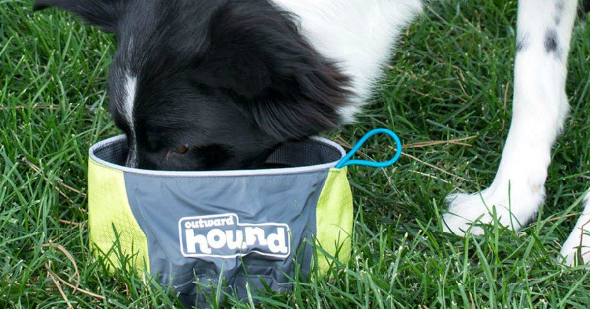 Outward hound port sales a bowl