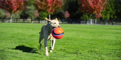 Amazon: Chuckit Kick Large Fetch Ball Dog Toy Just $12.59 (Regularly $30)