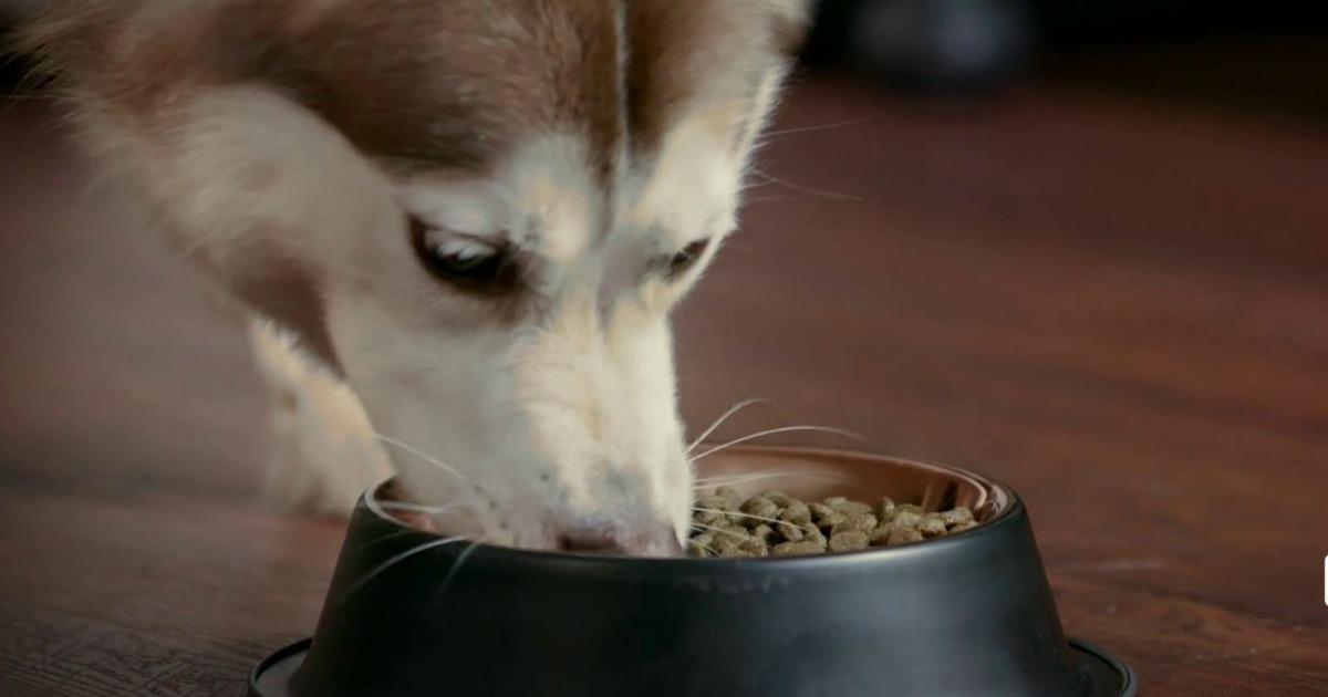 dog eating dog food
