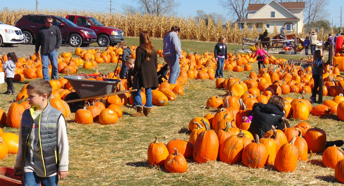 places for free fun fall activities — people at fall festival looking at pumpkins