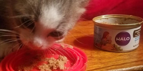 Free Halo Cat Food Can Coupon (Valid August 8th)