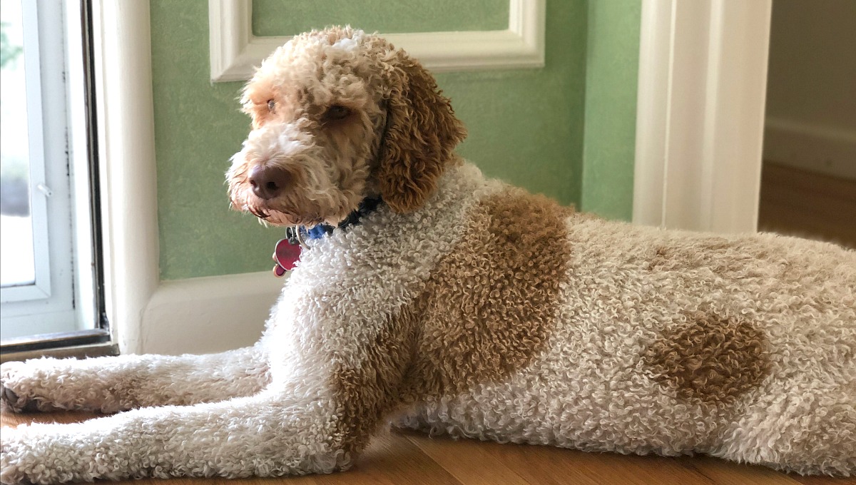 How moving made us feel grateful while having less – collin's dog yogi enjoying the new home