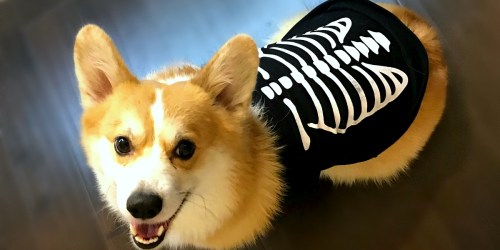 Halloween Dog Costumes ONLY $4.25 Each at JCPenney.com