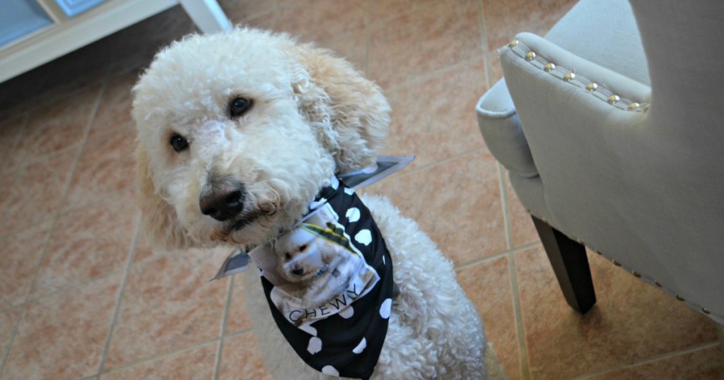 Curly-haired dog wearing custom pet bandana