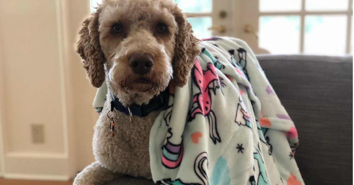 Yoli, Our Dog, With Her Favorite Unicorn Blanket