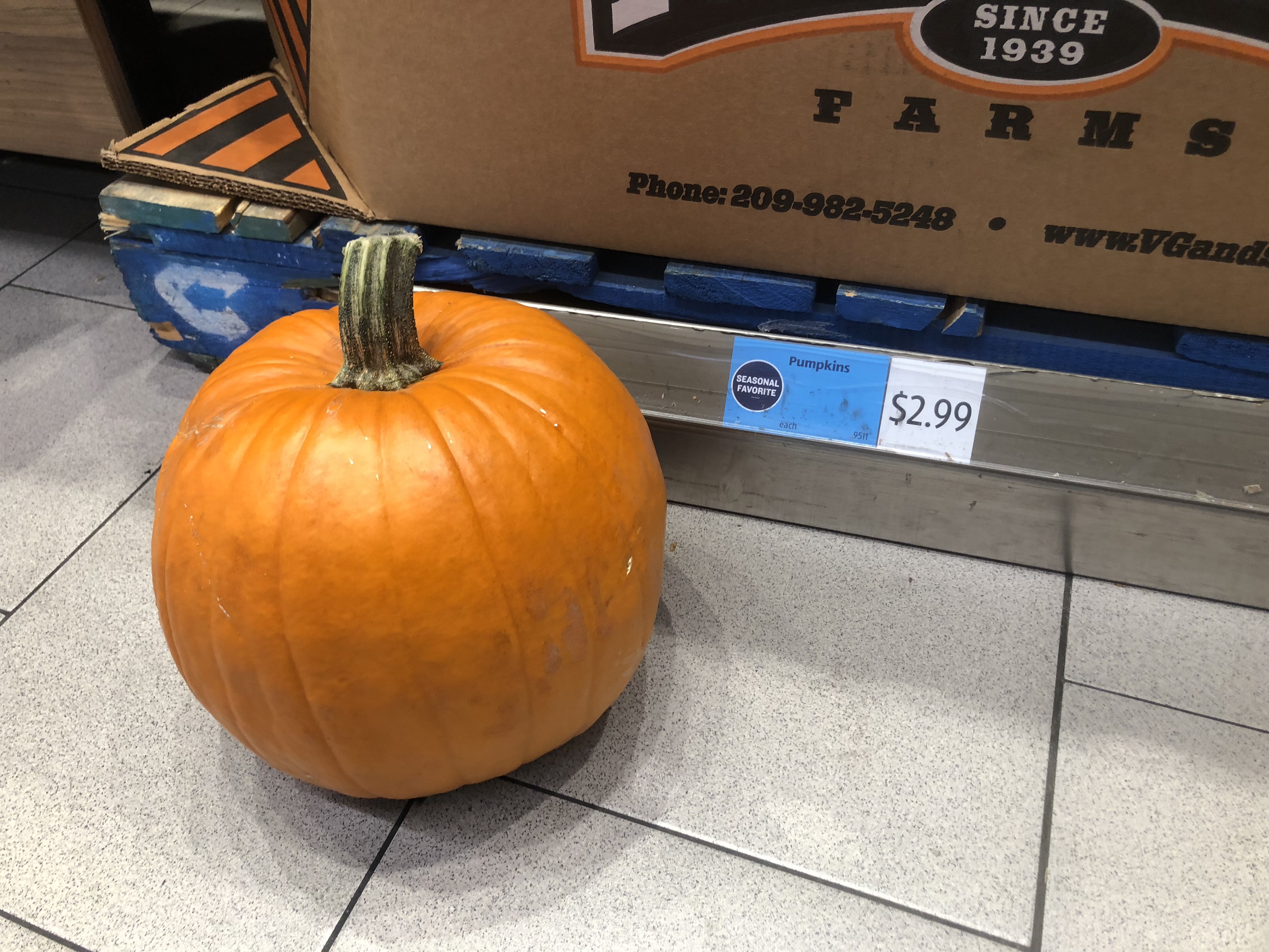 ALDI Halloween Finds Scarecrows Lanterns Pumpkins 