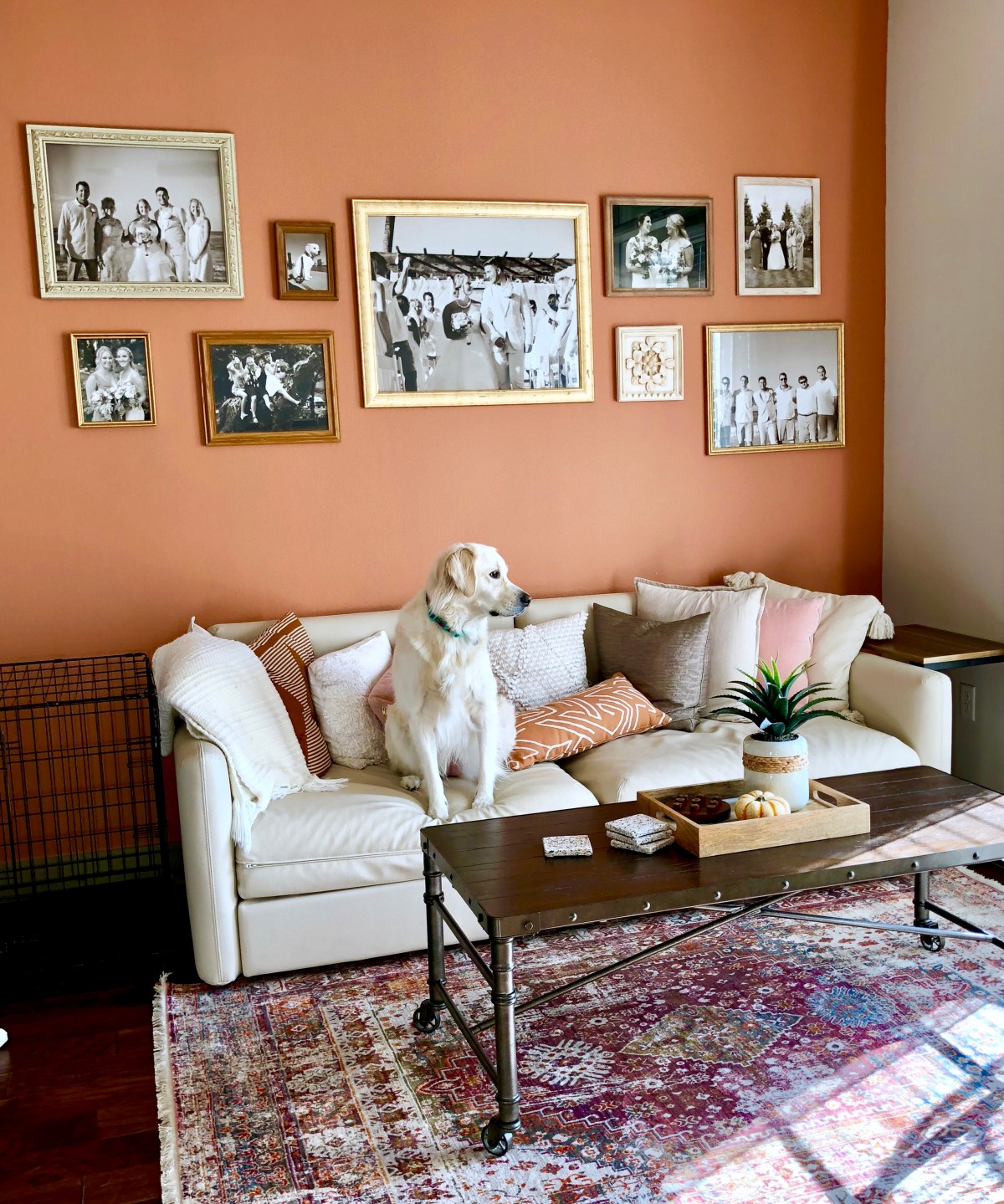 gallery photo wall in living room with dog sitting on couch 