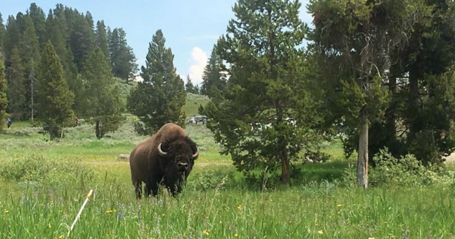 Yellowstone National Park with a Bison