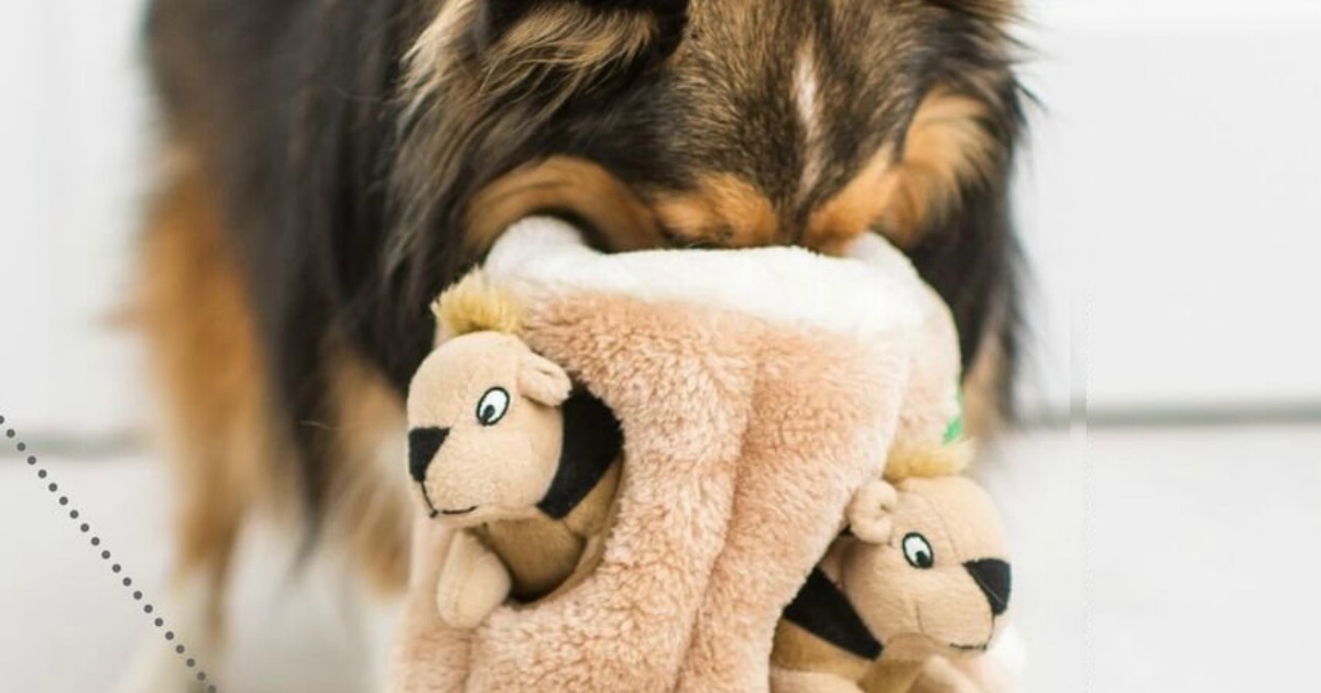 amazon hide a squirrel