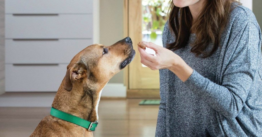 greenies pill pockets for dogs