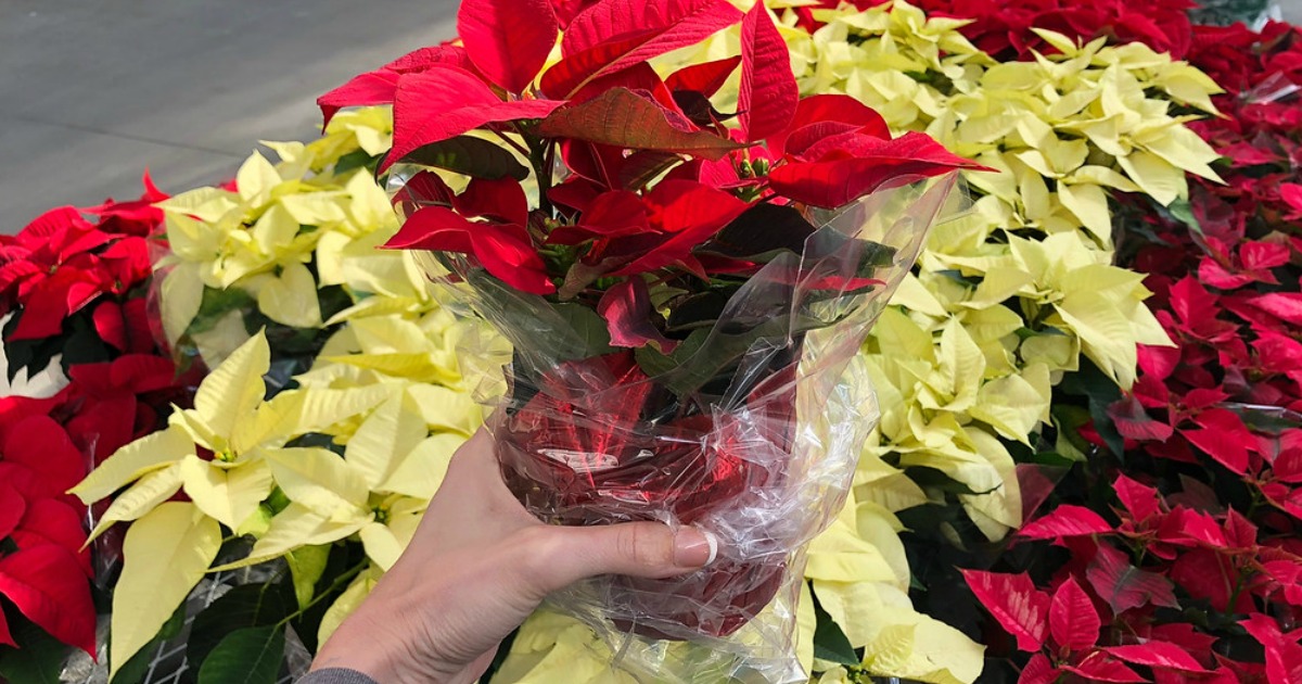 Potted Poinsettias Just 88¢ at Lowe’s InStore Black Friday Sale