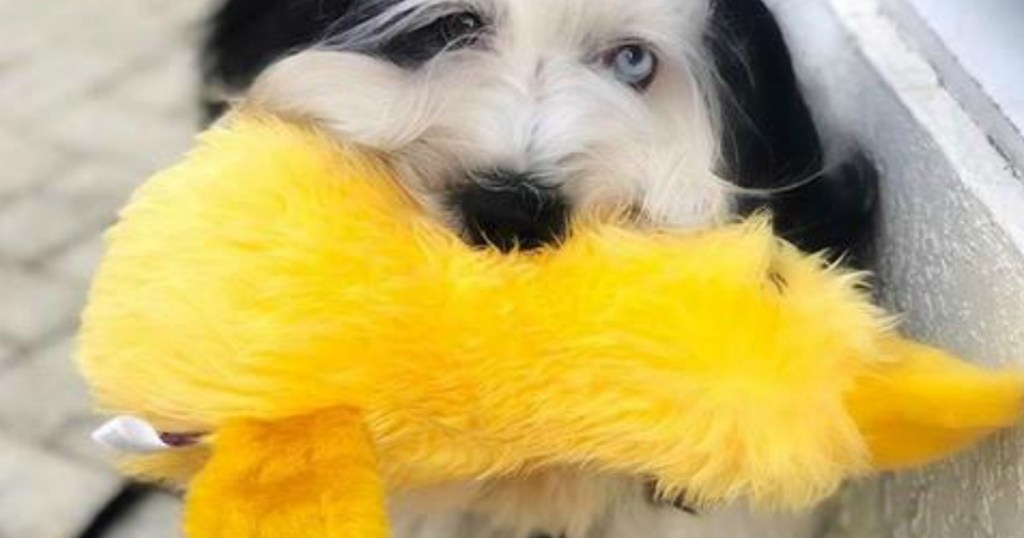 large plush duck dog toy