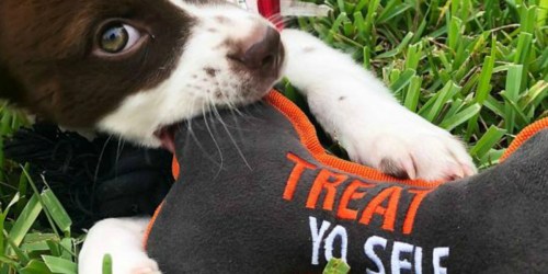 All the BEST Petco Black Friday 2018 Deals (FREE Holiday Antlers + More)