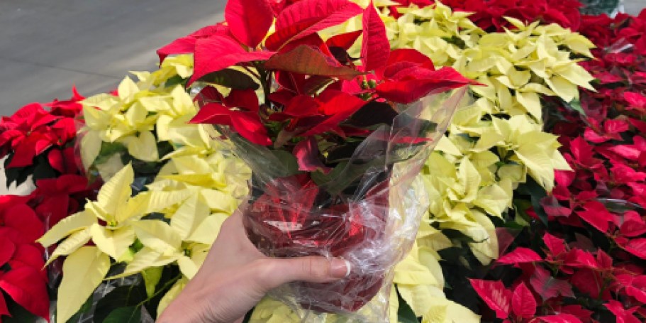 Live Poinsettias $1.25 Each at Home Depot – Today ONLY