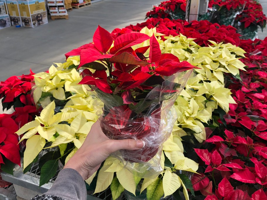 woman holding up home depot poinsettias above a row of poinsettias