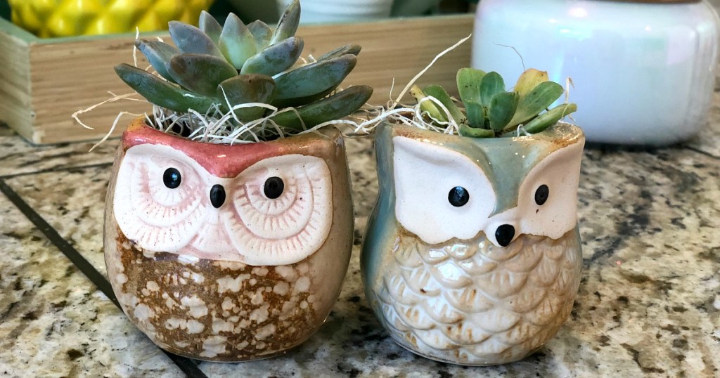 gift guide for homebody — succulents in owl planters