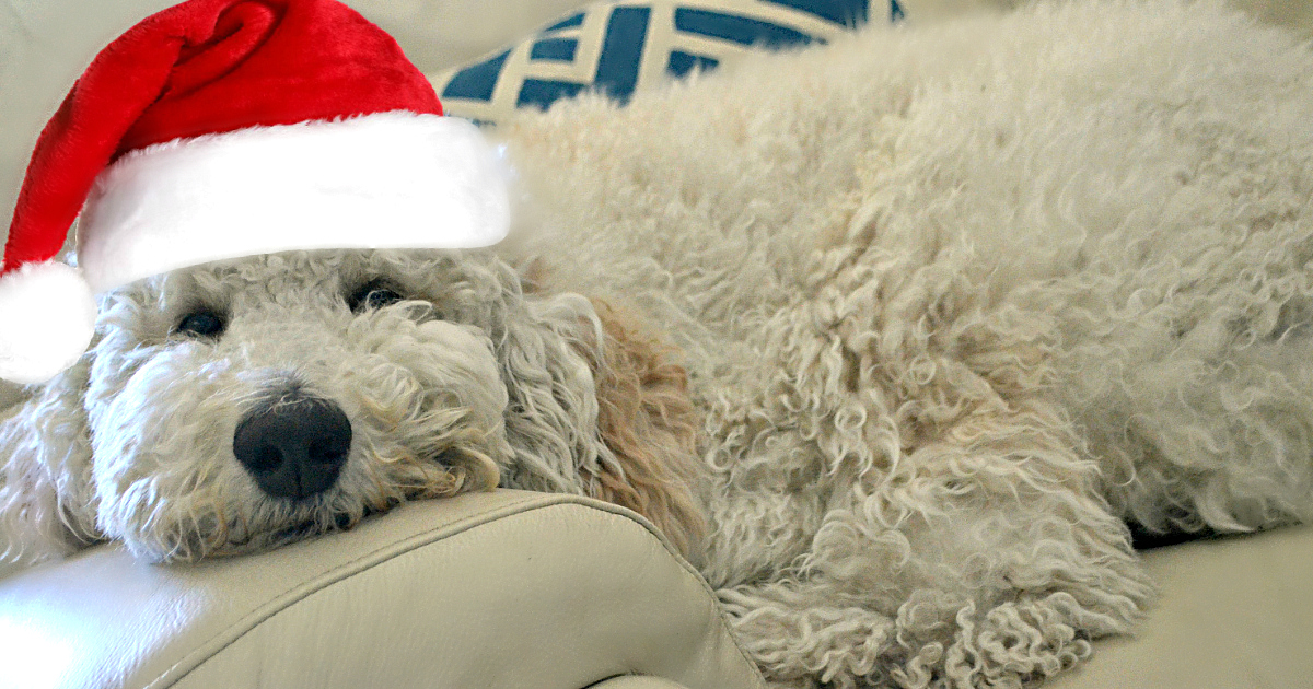 Barkbox Subscription Deal Puppy Wearing A Santa Hat