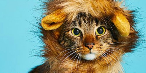 Pet Krew Lion Mane Cat & Dog Costume Only $8.79 on Zulily