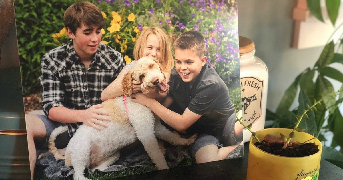 Metal Photo Panel Just 14 + FREE Walgreens InStore Pickup