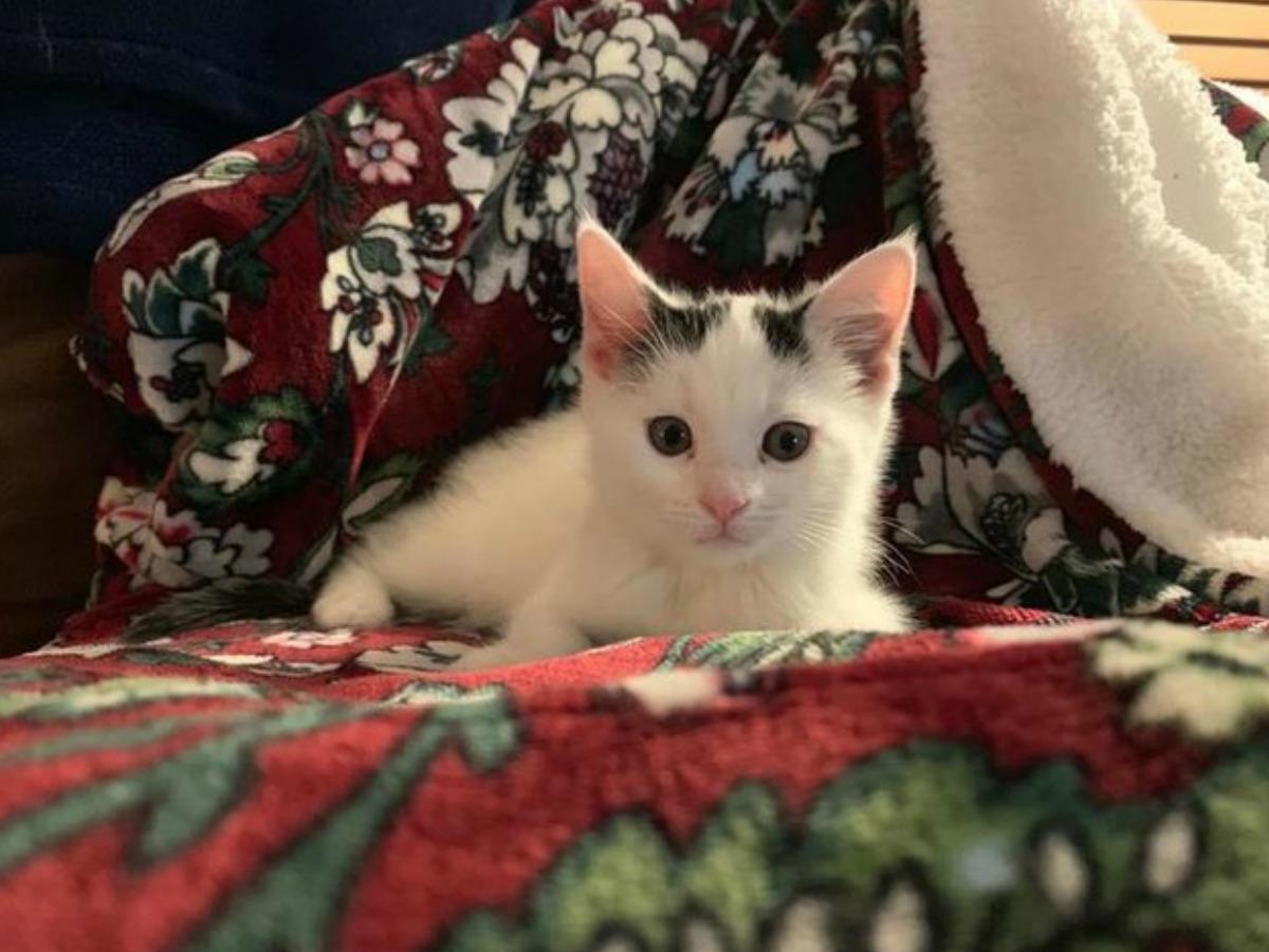 Vera bradley cat discount blanket