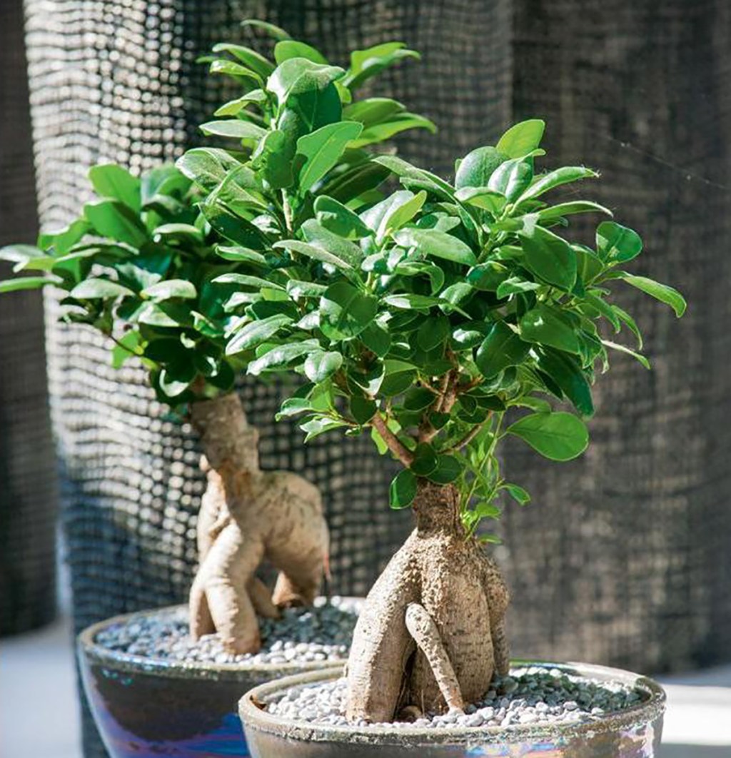 ficus bonsai tree plants