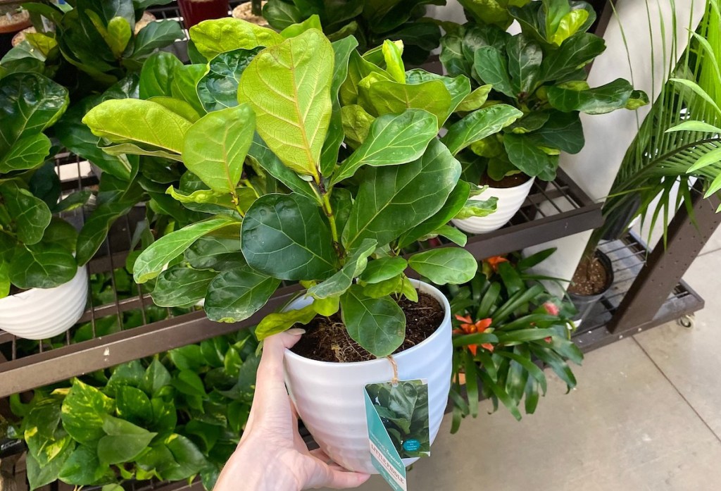 hand holding a white pot with fiddle leaf tree inside