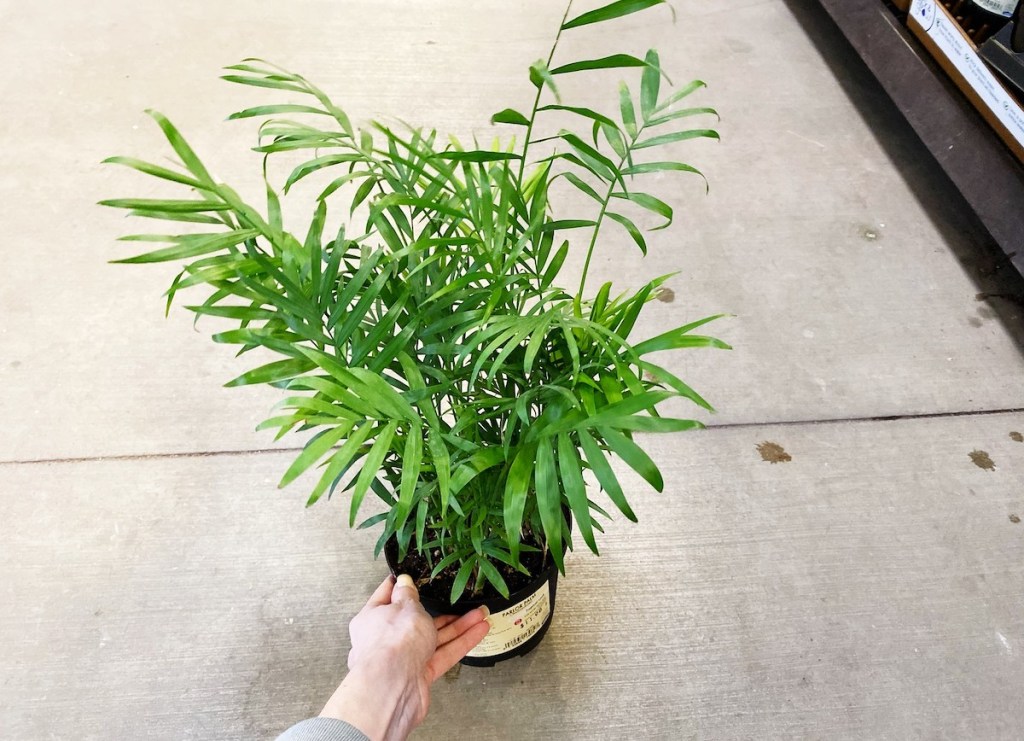 hand holding a green leaf plant on concrete floor