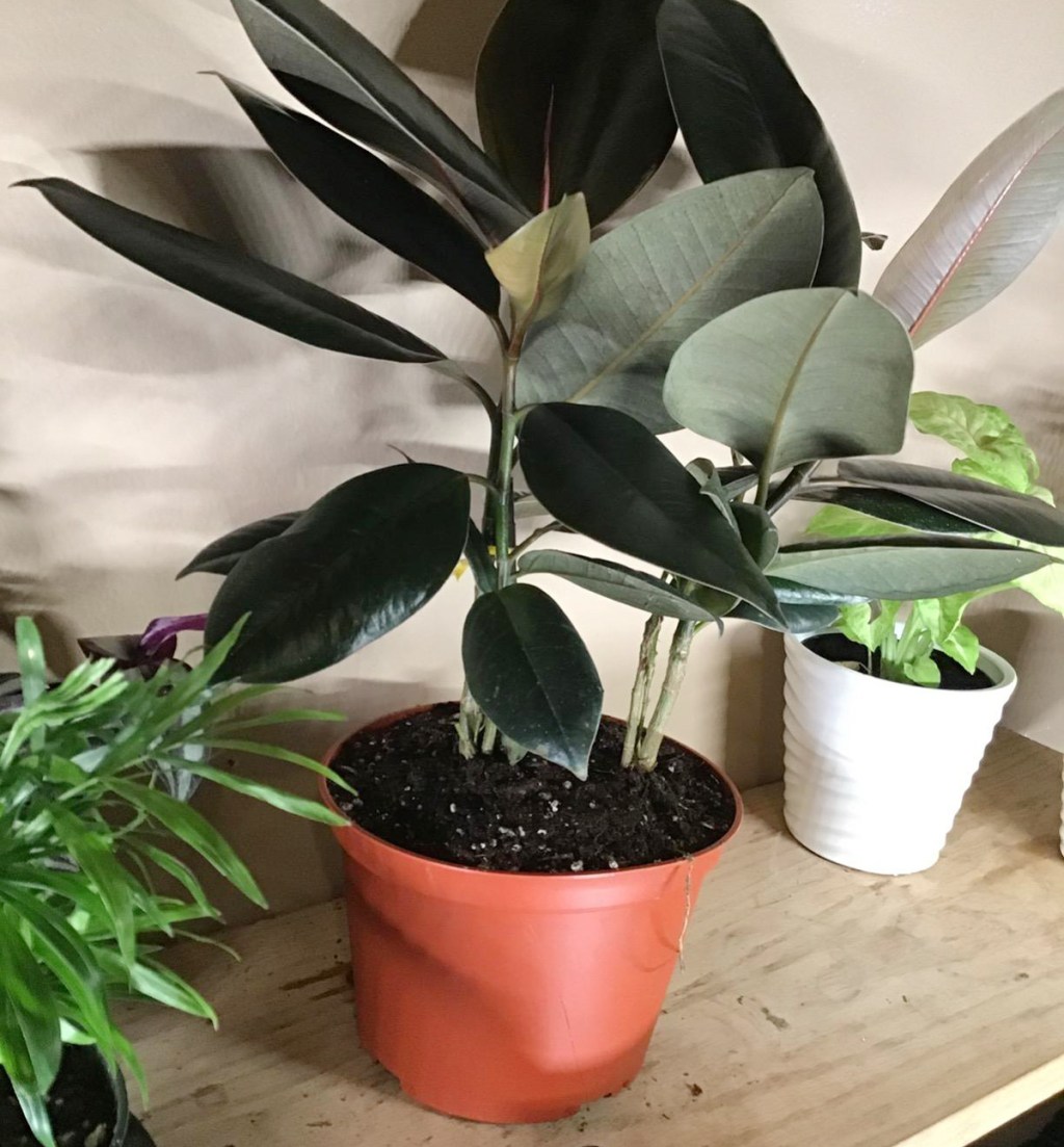 rubber plant in grower's pot