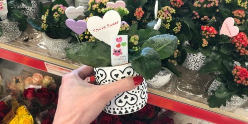 Valentine’s Day Potted Plants Only $3.99 at ALDI