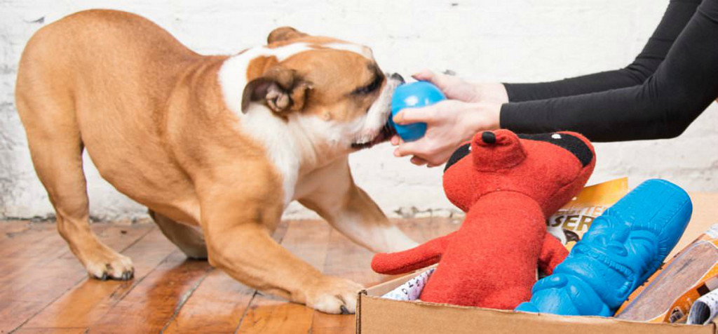 First BarkBox ONLY $5 Shipped (Filled w/ Dog Toys, All-Natural Treats