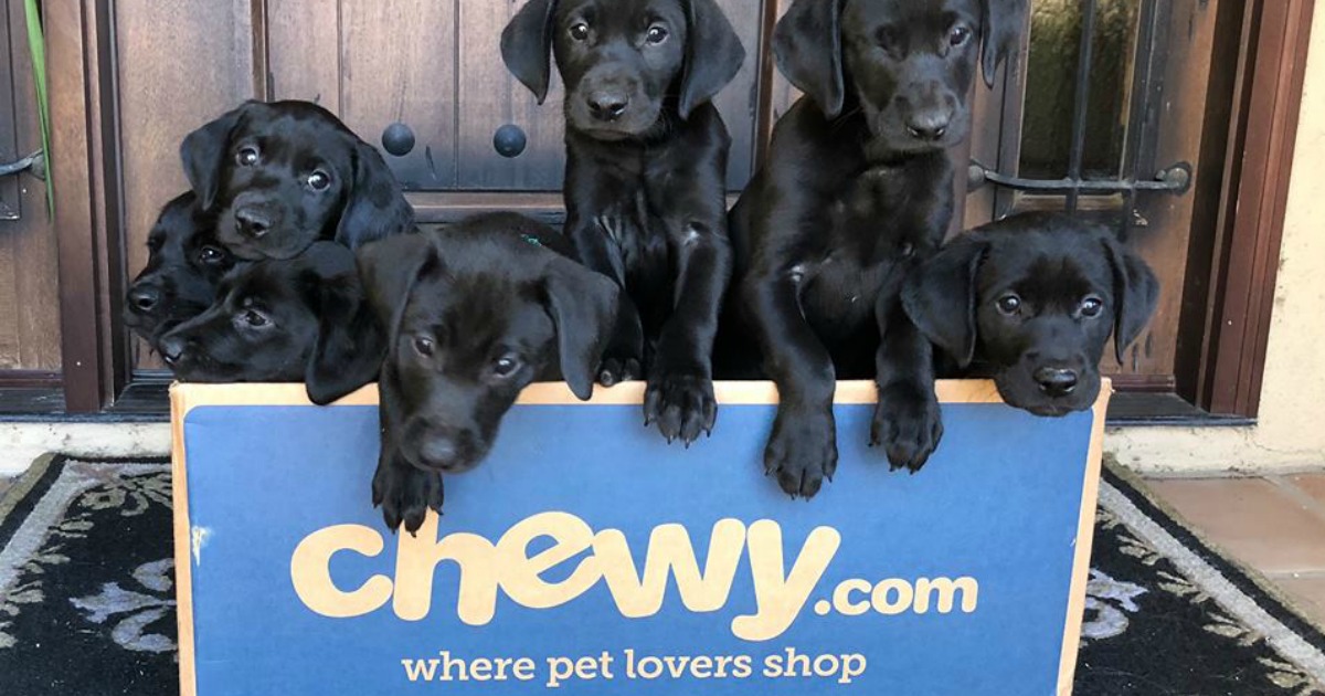 Chewy.com box full of baby labradors