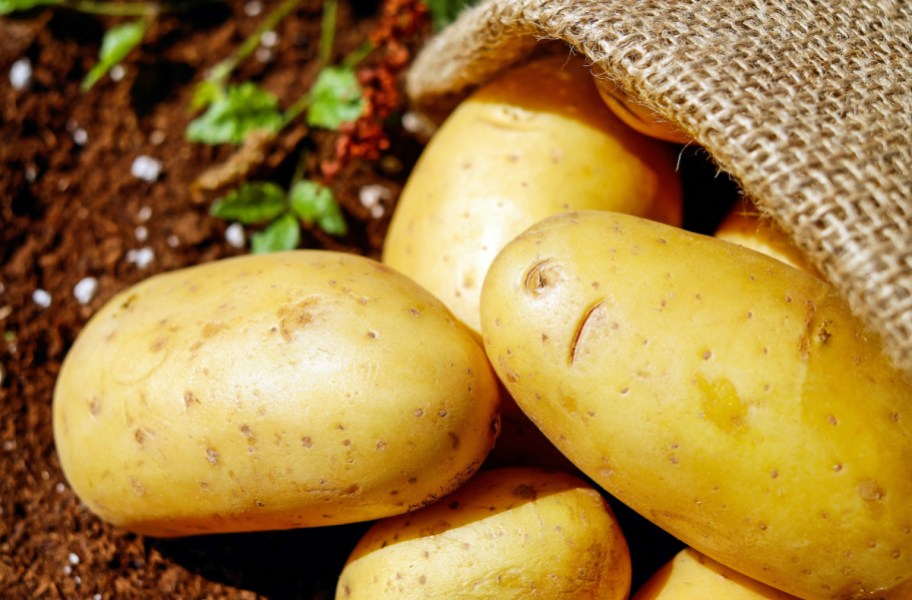 yellow potatoes on ground