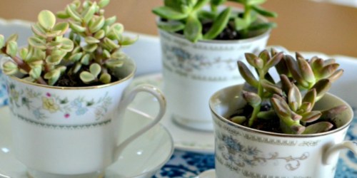 Succulent Tea Cups (Mother’s Day Gift Idea)