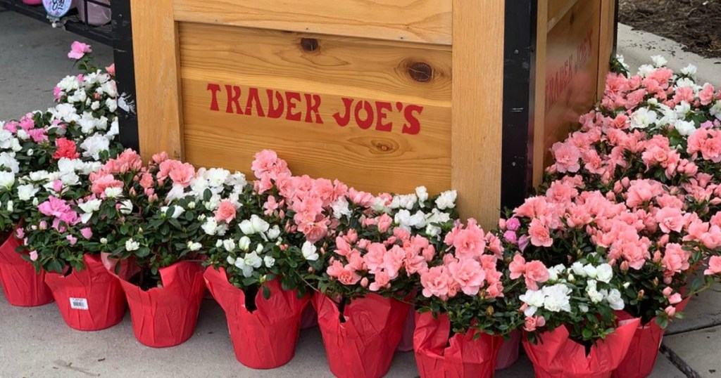 Affordable Flowers Available at Trader Joe's